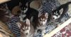 AKC Siberian Husky Puppies For Adoption