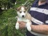 purebred Siberian husky puppies looking for a forever home