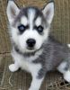 Siberian Husky Puppies Available For Sale And Akc Reg Papers