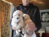 Fabulous Golden Retriever X Labrador Puppies