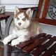 Siberian husky purebred looking for a new home