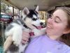 !Huskys puppies, very outgoing and energetic raised in a family.!