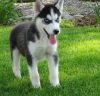 Gorgeous Siberian Husky Puppies Available
