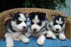 Beautiful litter Siberian Husky puppies 1 Girls and 1 boys