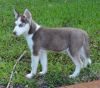 *.* Siberian Husky Puppy *.* Male Red and White *.* Runners