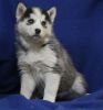 Husky Puppies!!! looking for a forever home. xxx-xxx-xxxx