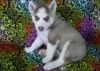 Perfect Pure Breed Siberian Husky Puppies For Sale