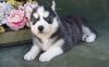 Siberian Husky Puppies For Lovely Families