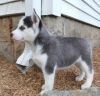 Cute Siberian Husky Puppies For Sale