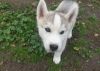 Family Raised Siberian Husky Puppies