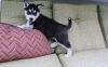 Black and white Siberian Husky Puppies For Sale