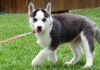 Male and female Siberian Husky Puppies