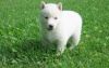 Lovely Pure White Siberian Husky Puppies For Sale