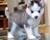 cute siberian husky puppies for adoption....