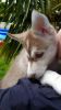 Stunning Siberian Husky Pups Share Tweet +1 Pin it