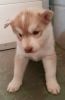Stunning Siberian Husky Puppies Share Tweet +1 Pin it