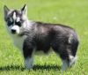 Affectionate Siberian Husky Puppies. Text (xxx) xxx-xxx2