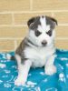 Siberian Husky Puppies !!! 1 Puppy Available