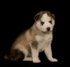 ******beautiful Siberian Huskies Puppy's *****