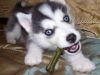 Re-homing Young Husky Puppies
