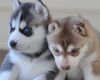 CC-Affectionate Siberian husky male and female puppies for sale. -