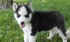 Siberian husky puppies now ready for sale