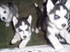 Rehoming Siberian Husky Puppies