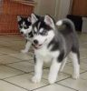 Awesome Male and Female Siberian Husky puppies seeking lovely home