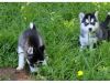 AKC registered Siberian Husky pups for sale