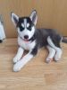 Kc Registered Siberian Husky Puppies For Sale