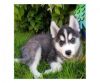 FREE TO GOOD HOMES SIBERIAN HUSKY PUPPIES MALE & FEMALE(URGENT)