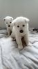 Gorgeous Siberian Husky Pups