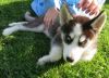 Great And proven Husky puppy