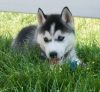 Clean M/F Siberian Husky Puppies For Re-homing
