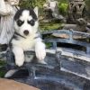 Clean Siberian Husky Puppies For Sale