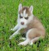Siberian puppy for you