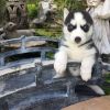 Great Siberian Husky Puppies For Sale