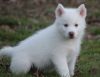 AKC Pure White Siberian Husky puppies