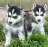 SDCFR Blue eyes Siberian Husky puppies for adoption.