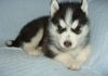 Beautiful Siberian husky puppies For Sale