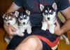 Adorable playful tiny T-Cup Siberian Husky Puppies For Sale