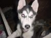 AKC Siberian Husky Puppies, Females, Blue Eyes