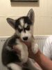 *****beautiful Siberian Huskies Puppy's *****