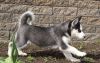 Awesome Siberian Husky Puppies Available