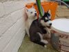 Huskamute Puppy's For Sale