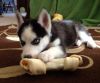 Siberian Husky puppies male and female.