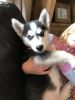 Two Male Husky Pups For Sale