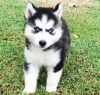 Siberian Husky puppies with Blue Eyes