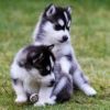 Pure Bred Full Pedigree Siberian Husky Pups(xxx) xxx-xxx4