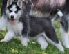 Black and white Siberian Husky puppies